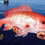 Fakta Menarik Kakak Ratu Yang Enak Untuk Di Konsumsi