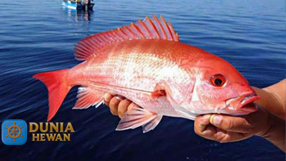 Fakta Menarik Kakak Ratu Yang Enak Untuk Di Konsumsi