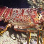 Fakta Menarik Lobster Laut Yang Wajib dan Perlu Diketahui