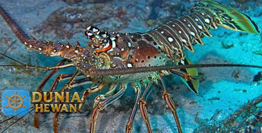 Fakta Menarik Lobster Laut Yang Wajib dan Perlu Diketahui
