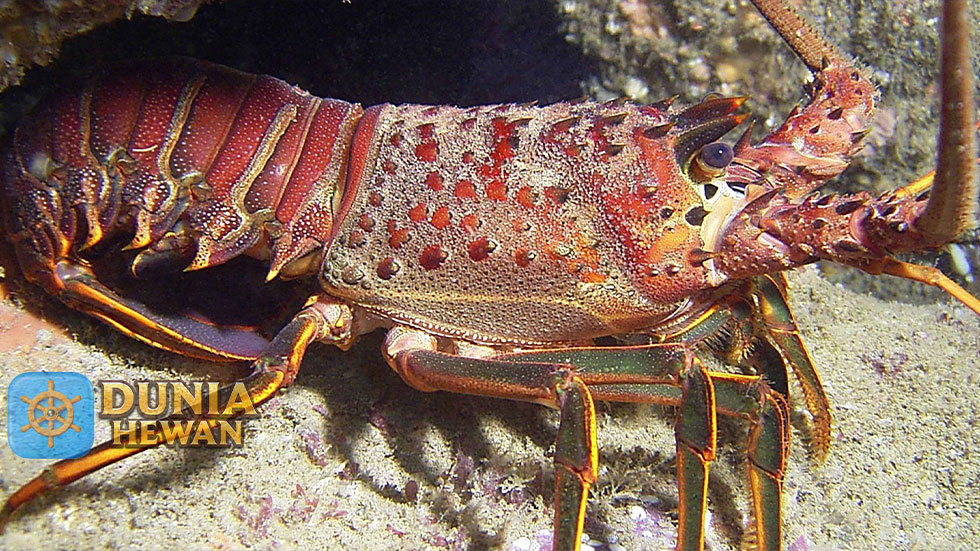 Fakta Menarik Lobster Laut Yang Wajib dan Perlu Diketahui