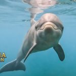 Fakta Menarik Lumba-Lumba Laut Mamalia yang Cerdas