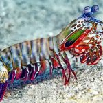 Fakta Menarik Tentang Udang Mantis yang Tercantik di Lautan