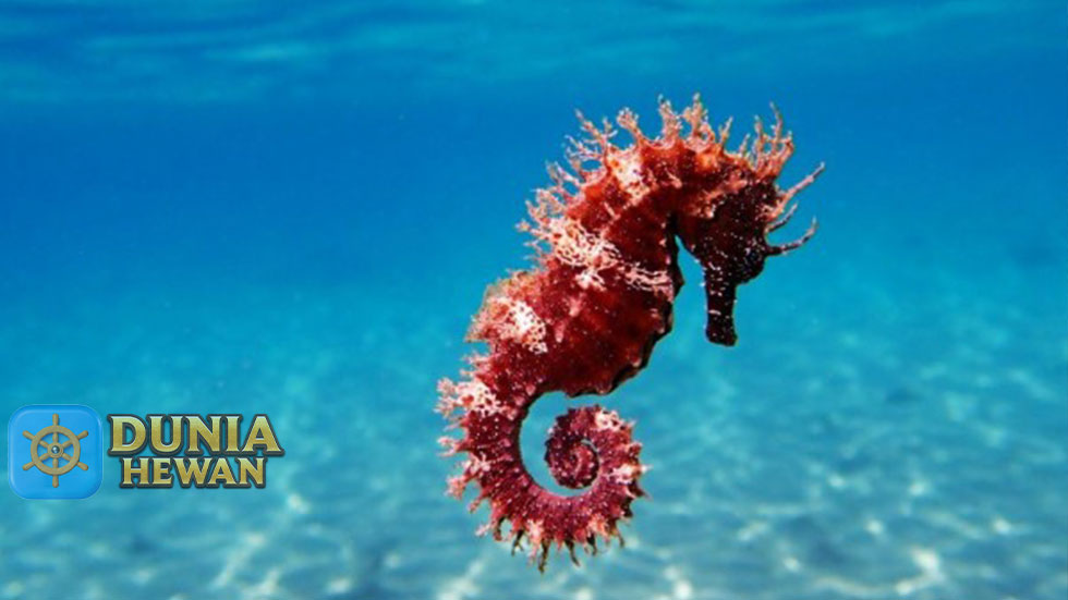 Fakta Menarik Tentang Kuda Laut Hewan Bawah Air Paling Setia