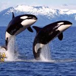 Fakta Menarik Tentang Paus Orca yang Disebut Paus Pembunuh