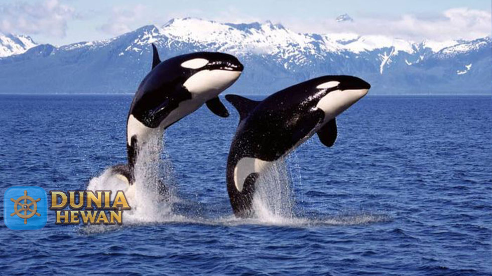 Fakta Menarik Tentang Paus Orca yang Disebut Paus Pembunuh