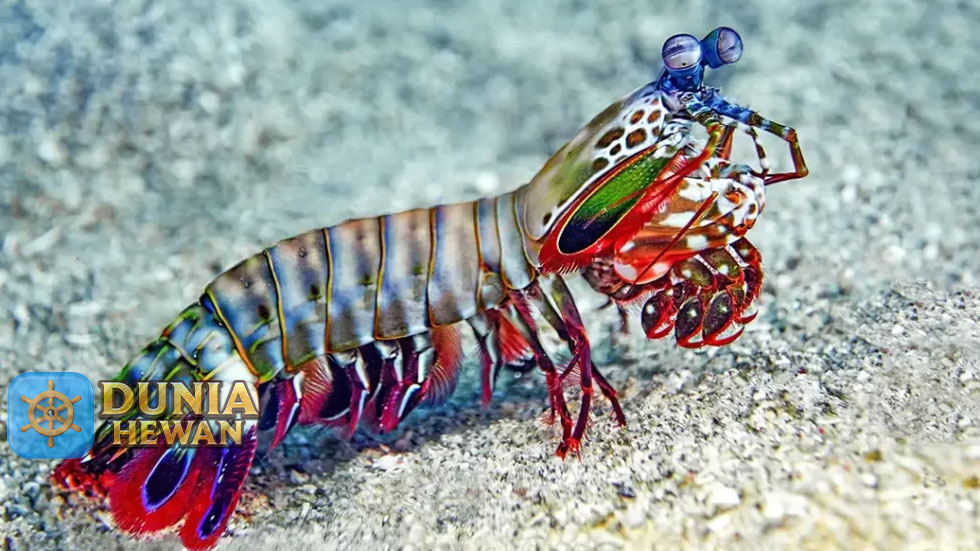 Fakta Menarik Tentang Udang Mantis yang Tercantik di Lautan