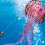 Fakta Menarik Ubur-Ubur Hewan Purba Unik Lunak Tanpa Tulang