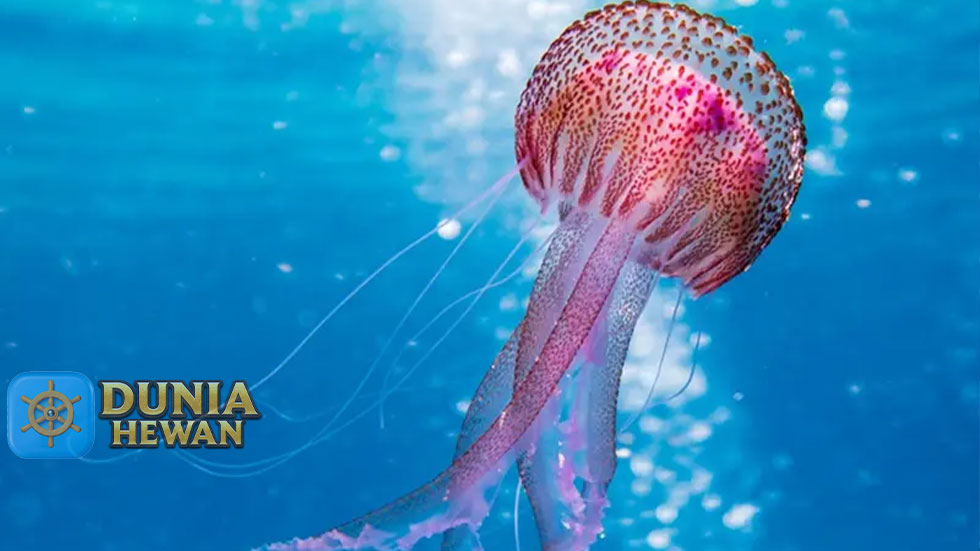 Fakta Menarik Ubur-Ubur Hewan Purba Unik Lunak Tanpa Tulang