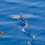 Fakta Torani Ikan yang Bisa Terbang Sejauh 200 Meter di Laut