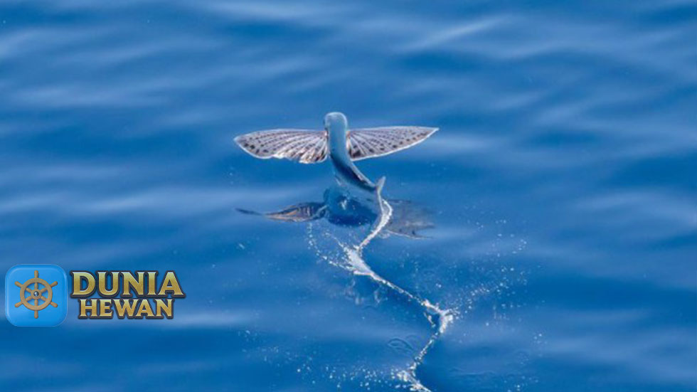 Fakta Torani Ikan yang Bisa Terbang Sejauh 200 Meter di Laut