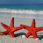 Fakta Unik Bintang Laut Yang Jarang Di Ketahui Dan Menakjubkan