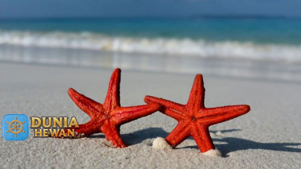 Fakta Unik Bintang Laut Yang Jarang Di Ketahui Dan Menakjubkan
