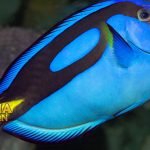 Fakta Unik Ikan Dory yang Dagingnya Sangat Beracun