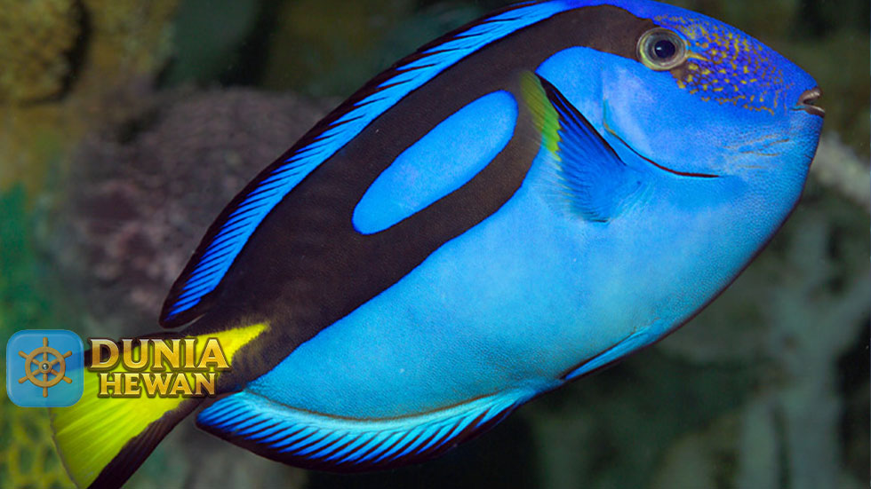 Fakta Unik Ikan Dory yang Dagingnya Sangat Beracun