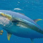 Fakta Unik Ikan Tuna Yang Harganya Mahal dan Dagingnya Enak