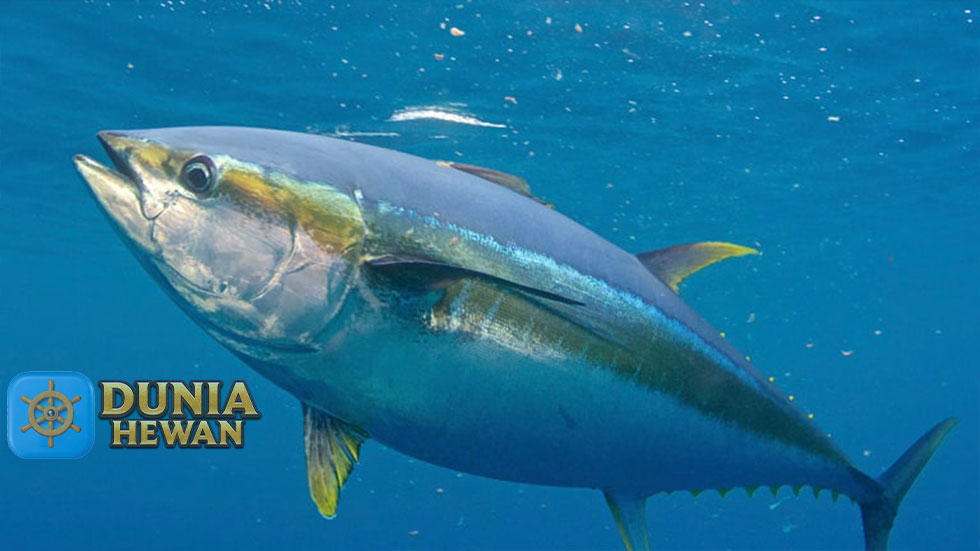 Fakta Unik Ikan Tuna Yang Harganya Mahal dan Dagingnya Enak