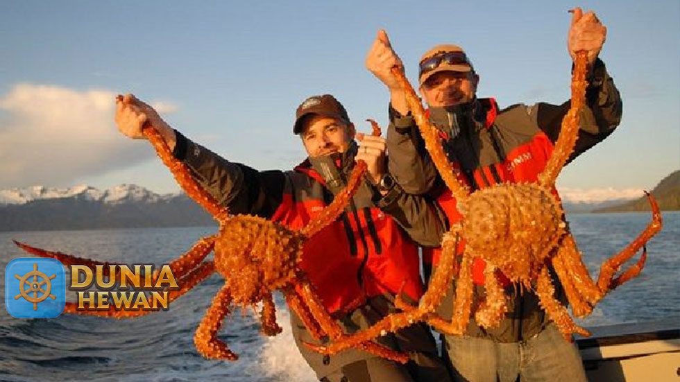 Fakta Unik Kepiting Alaska yang Katanya Paling Mahal di Restoran