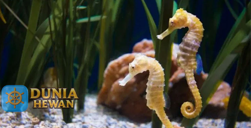 Fakta Menarik Tentang Kuda Laut Hewan Bawah Air Paling Setia