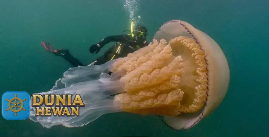Fakta Menarik Ubur-Ubur Hewan Purba Unik Lunak Tanpa Tulang