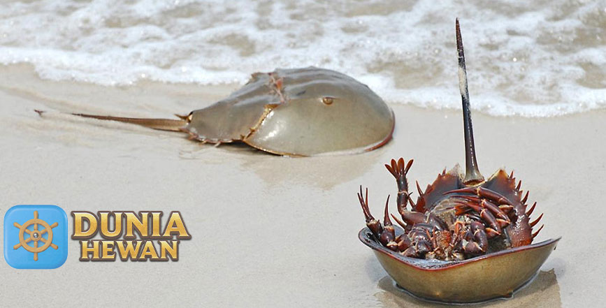 Kepiting Tapal Kuda Hewan Purba Yang Banyak Manfaatnya