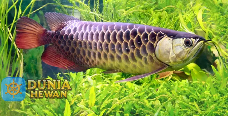 Mengulik Kelebihan Ikan Arwana Dibandingkan Ikan Hias Lainnya