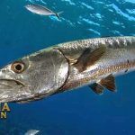 Ikan Barakuda Favorit Untuk Para Pemancing Kaya Omega 3