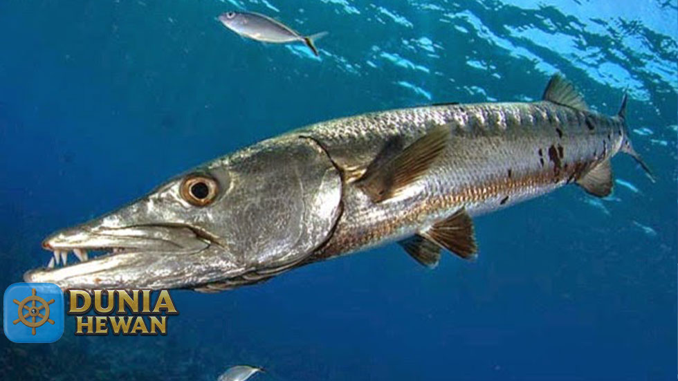 Ikan Barakuda Favorit Untuk Para Pemancing Kaya Omega 3
