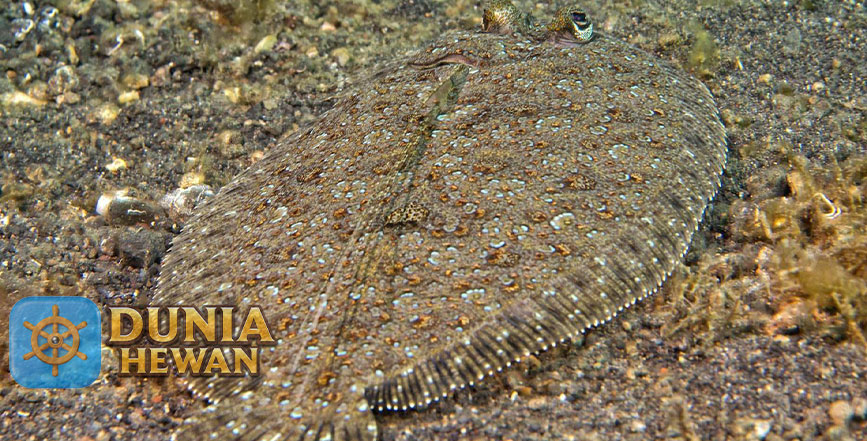 5 Fakta Menarik Tentang Ikan Flounder Ikan Datar di Bawah Air