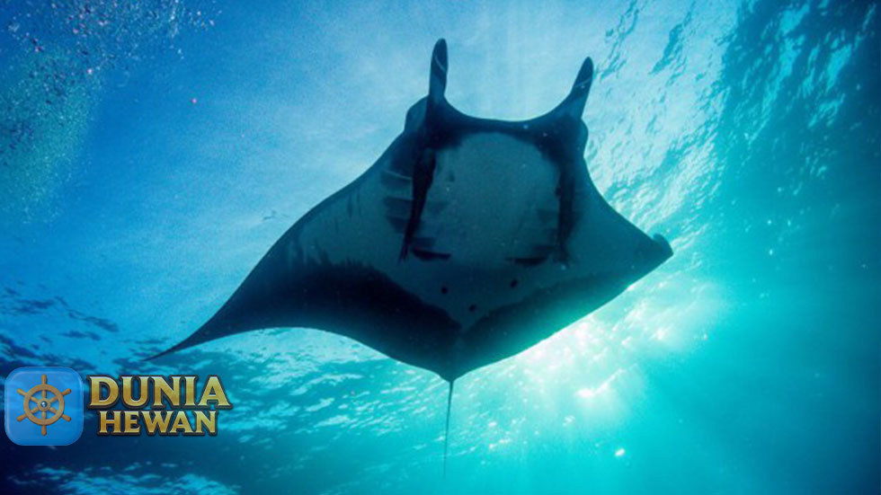 Ikan Pari Manta Raksasa Spesies Ikan Pari Terbesar di Laut