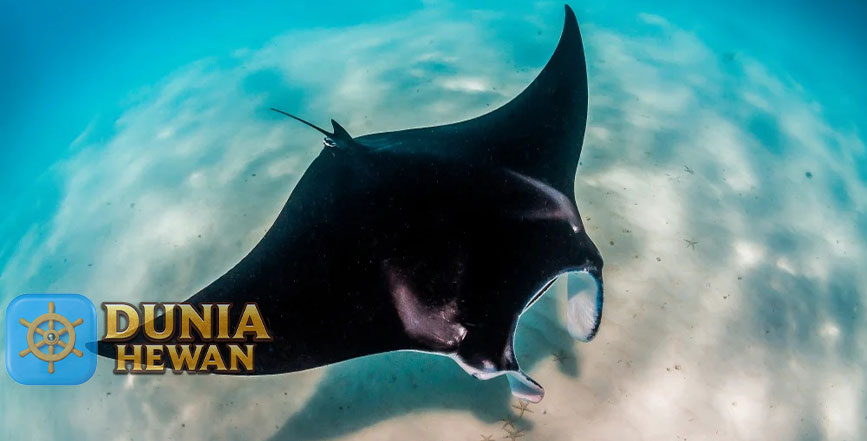 Fakta Menarik Ikan Pari Tak Memiliki Kerangka Tulang & Beracun