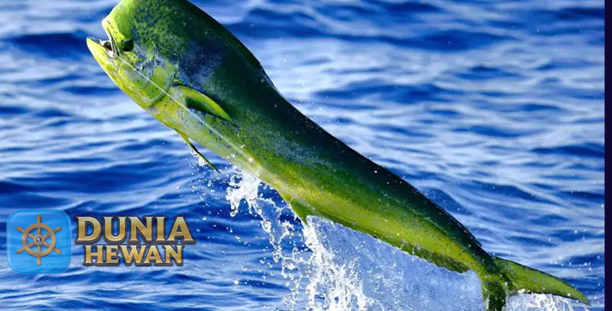 5 Fakta Menarik Ikan Lemadang, Ikan Yang Hidup Di Laut Dangkal