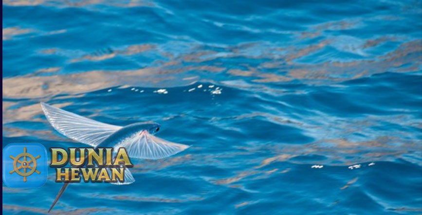 Fakta Torani Ikan yang Bisa Terbang Sejauh 200 Meter di Laut