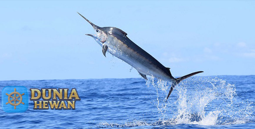 Fakta Menarik Ikan Marlin Kecepatan Berenang di Samudra