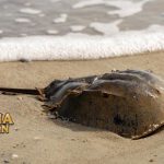 Kepiting Tapal Kuda Hewan Purba Yang Banyak Manfaatnya