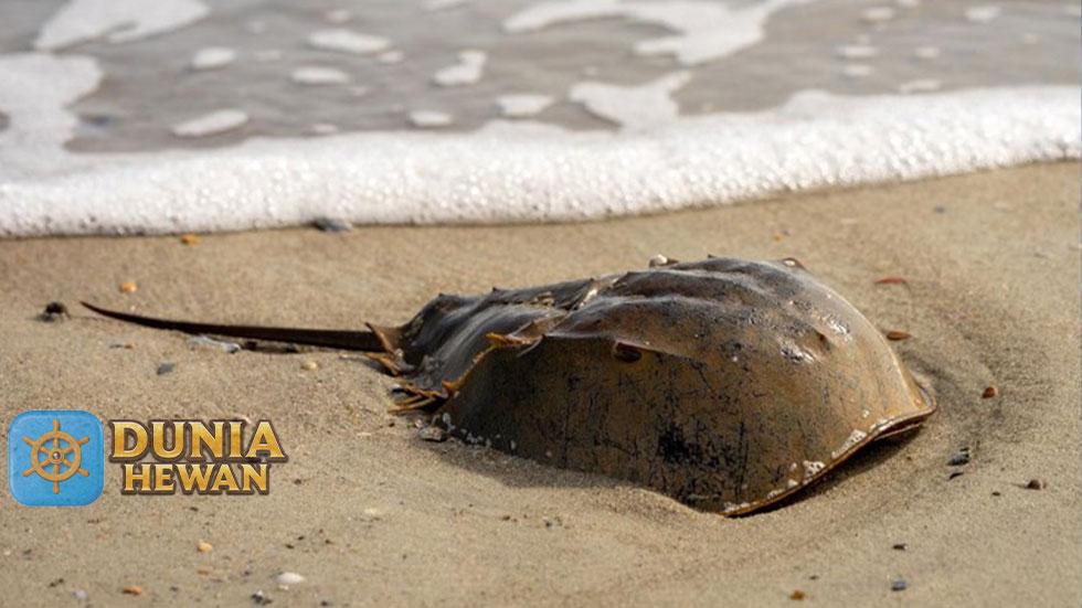 Kepiting Tapal Kuda Hewan Purba Yang Banyak Manfaatnya