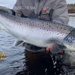 Ketahui 10 Manfaat Konsumsi Ikan Salmon Bagi Kesehatan