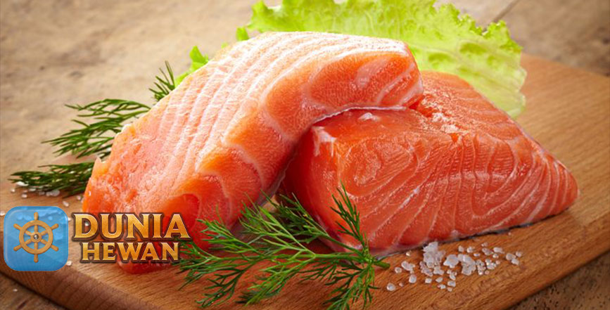 Ketahui 10 Manfaat Konsumsi Ikan Salmon Bagi Kesehatan