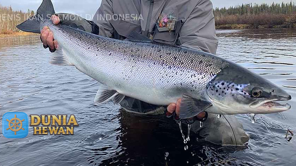 Ketahui 10 Manfaat Konsumsi Ikan Salmon Bagi Kesehatan