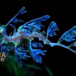 Leafy Sea Dragon Naga Laut Yang Jago Dalam Berkamuflase