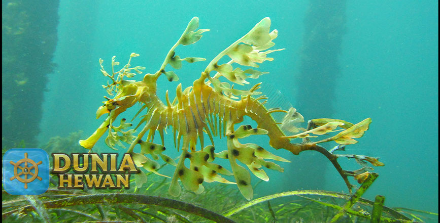 Leafy Sea Dragon Naga Laut Yang Jago Dalam Berkamuflase