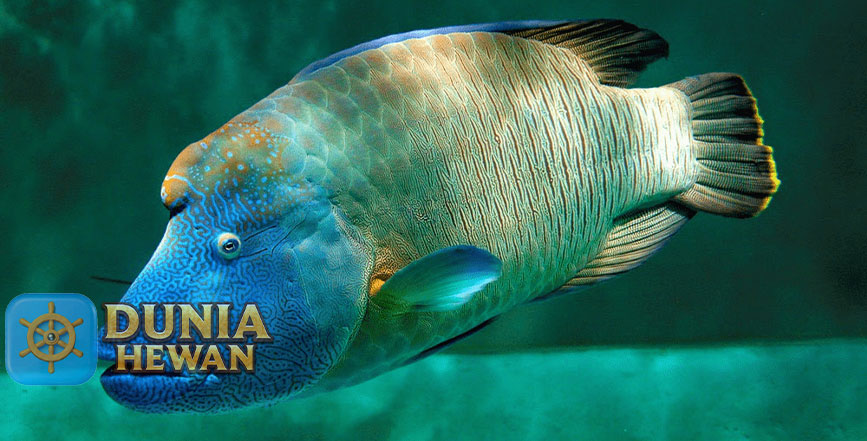 Mengenal Ikan Napoleon yang Makin Langka di Laut Maluku