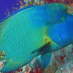 Mengenal Ikan Napoleon yang Makin Langka di Laut Maluku