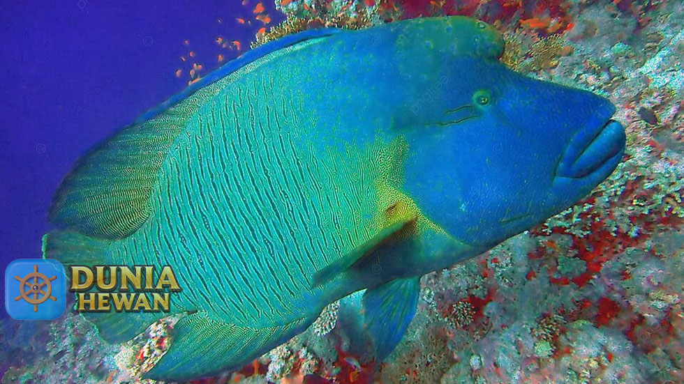 Mengenal Ikan Napoleon yang Makin Langka di Laut Maluku