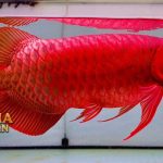 Mengulik Kelebihan Ikan Arwana Dibandingkan Ikan Hias Lainnya
