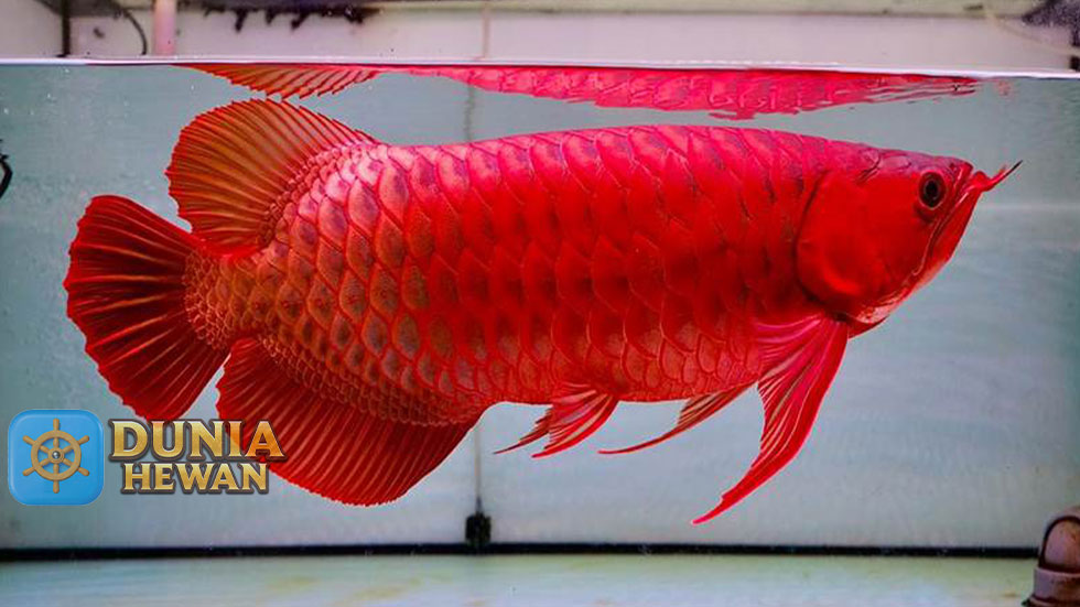 Mengulik Kelebihan Ikan Arwana Dibandingkan Ikan Hias Lainnya