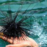 Pertolongan Pertama Saat Tertusuk Bulu Babi Binatang Berduri