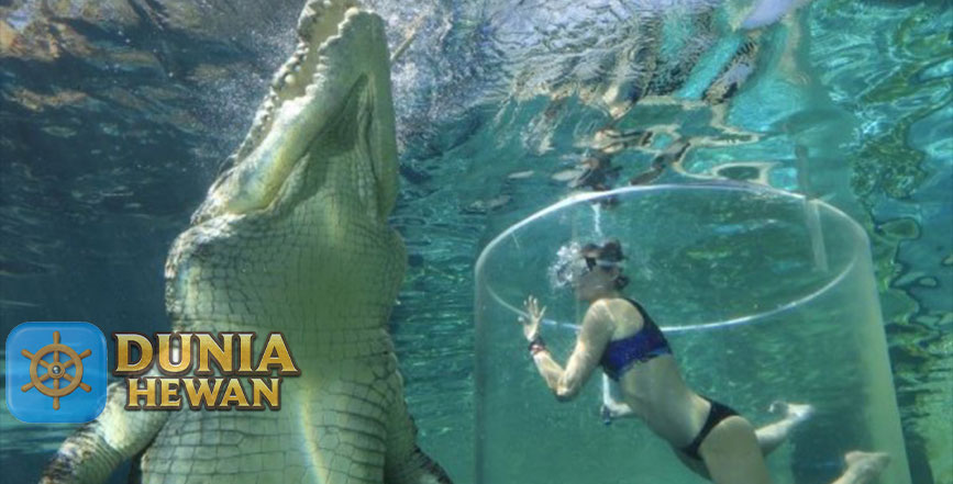 Fakta Menarik Buaya Air Asin Reptil Terbesar di Bumi Saat Ini