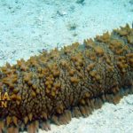 Teripang Si Timun Laut Dengan Banyak Manfaat Kesehatan