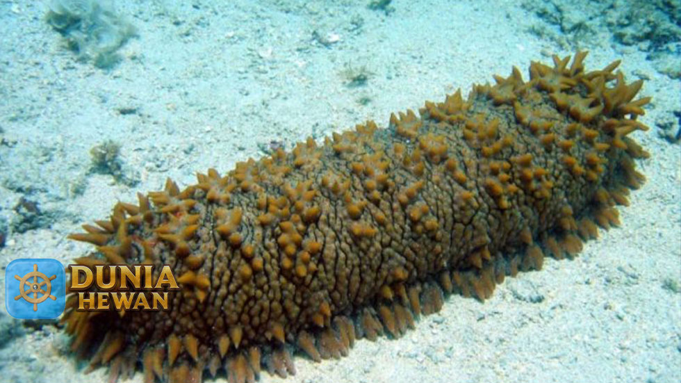 Teripang Si Timun Laut Dengan Banyak Manfaat Kesehatan